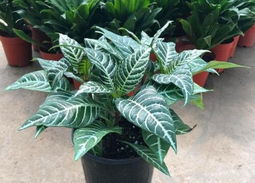 银脉花怎么浇水方法