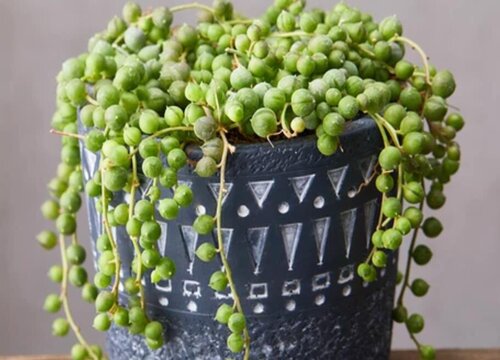 情人泪怎么浇水方法