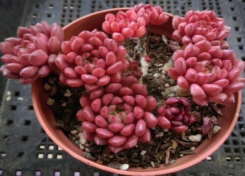 多肉红宝石怎么浇水方法