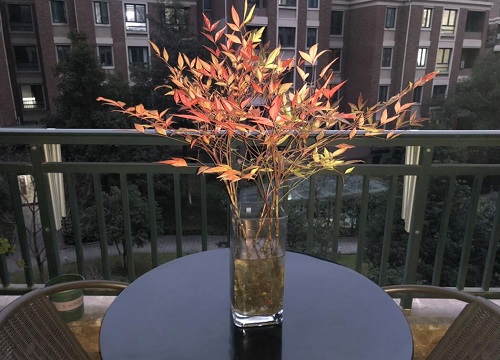 南天竹喜阴还是喜阳