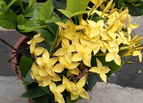 盆栽龙船花怎么浇水方法