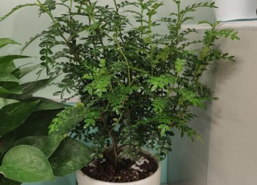 清香木喜阴还是喜阳