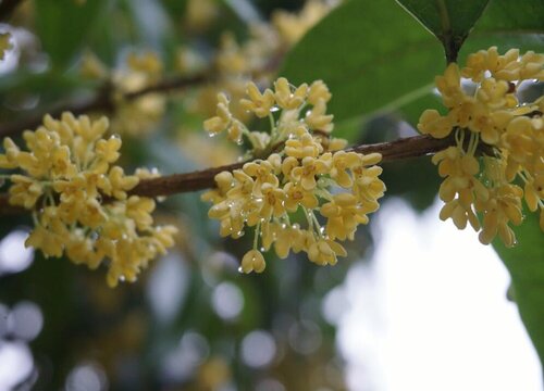 桂花怎么浇水方法