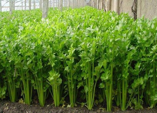 芹菜喜阴还是喜阳