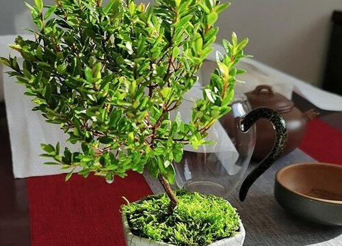 赤楠喜阴还是喜阳