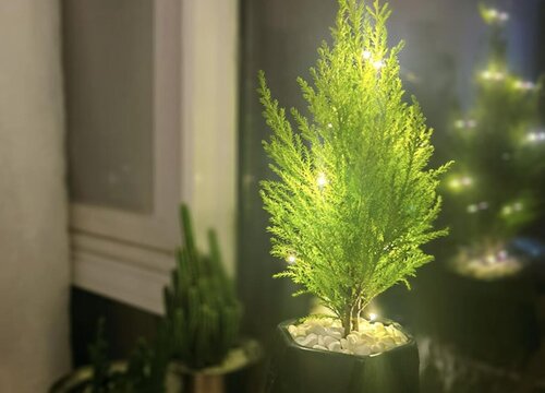 香松喜阴还是喜阳