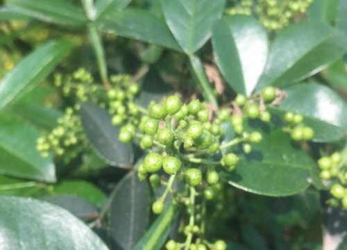 花椒喜阴还是喜阳