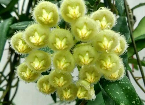 球兰怎么繁殖方法和注意事项