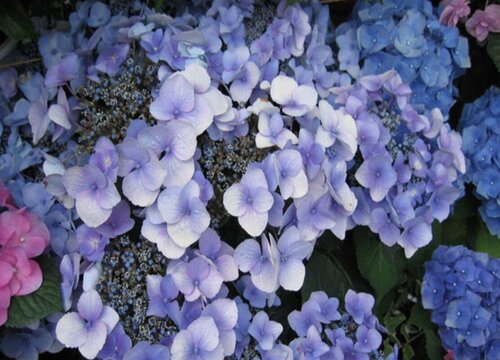 八仙花的养殖方法和注意事项有哪些