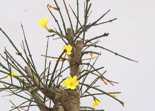 迎春花的养殖方法和注意事项有哪些