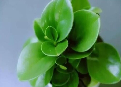 小家碧玉的养殖方法和注意事项有哪些