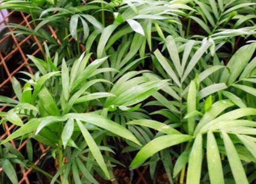 袖珍树的养殖方法和注意事项有哪些