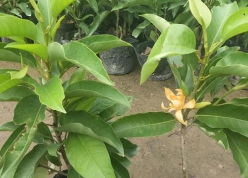 白兰花的养殖方法和注意事项有哪些