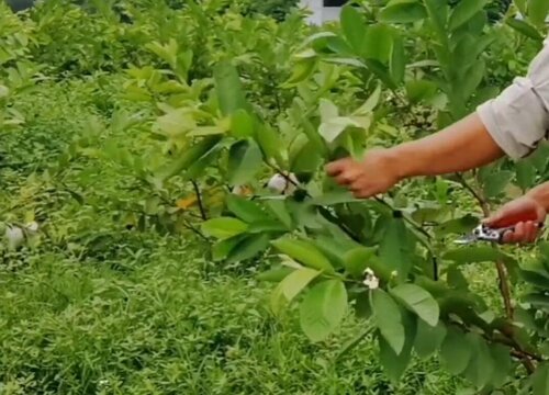 番石榴怎么修剪方法