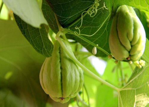 佛手瓜什么季节种植合适