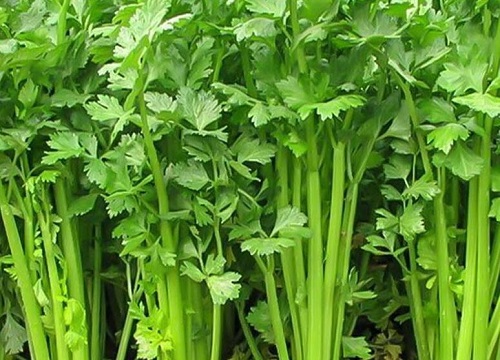芹菜什么季节种植合适