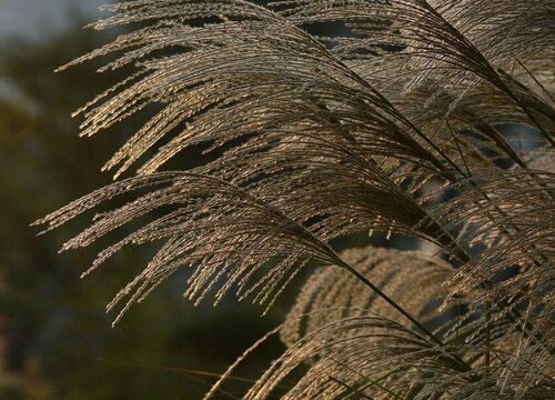 芦苇的生长环境及生长地方条件