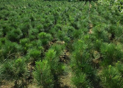 油松的生长环境及生长地方条件