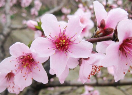 桃花的生长环境及生长地方条件
