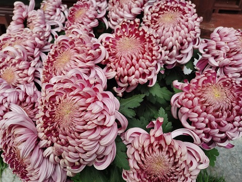 家里可以种菊花盆栽吗