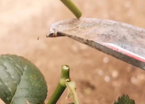 盆栽月季怎么修剪方法