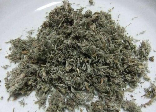 茵陈种子什么时候种植最好