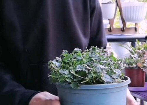 纹瓣悬铃花怎么修剪方法