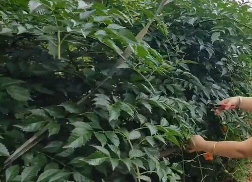凌霄花怎么修剪方法