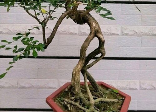 山木香老桩养殖方法和养护事项