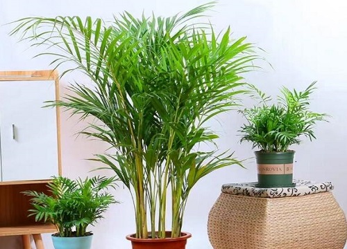 凤尾竹可以种在院子里吗