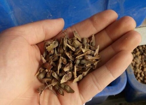 红枫种子什么时候种植最好
