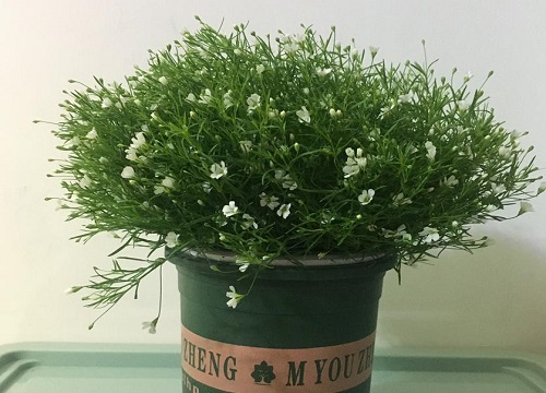 满天星可以种在室内吗