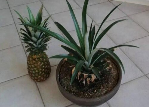 菠萝可以种在土里吗