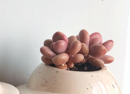 桃蛋用什么花盆好看