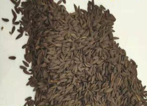 油麦菜怎么留种子