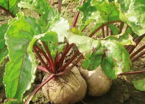甜菜生长条件和特性