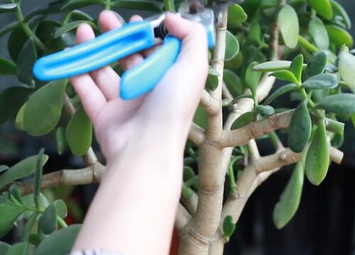 玉树怎么修剪好看（修剪时间与方法）