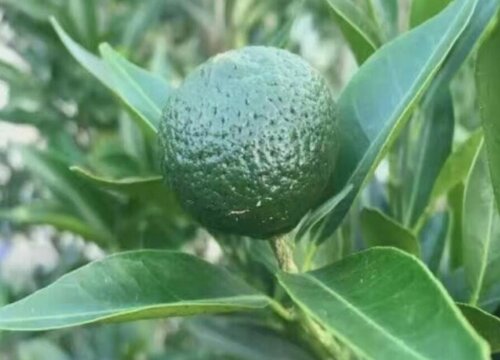柑柑几年结果实