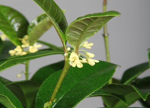屋后可以种桂花树吗