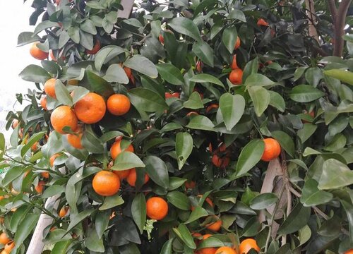 沙糖桔几年结果实