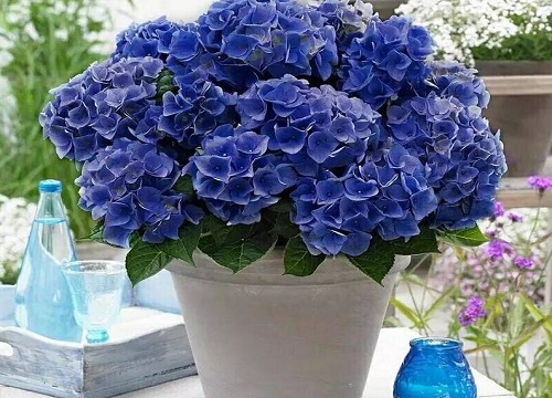 绣球花适合深盆还是浅盆
