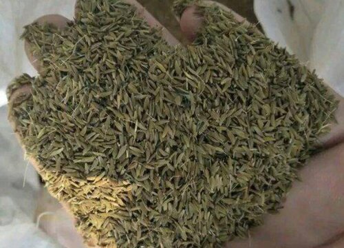 蒲公英种子直接种可以吗
