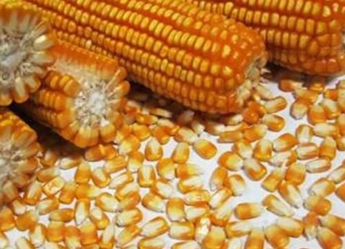 玉米种子怎么来的