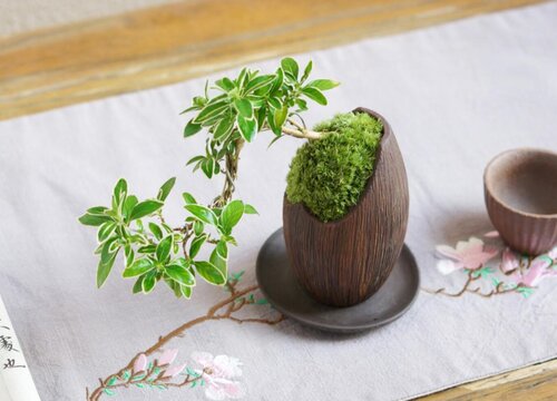 六月雪适合深盆还是浅盆