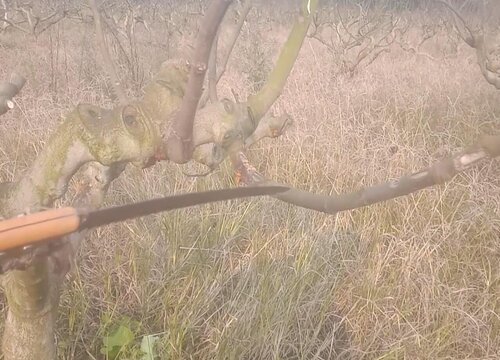 无花果树什么时候剪枝最好