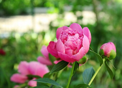 芍药怎么修剪方法