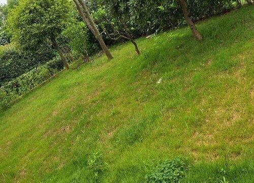 冬黑麦草什么时候播种合适