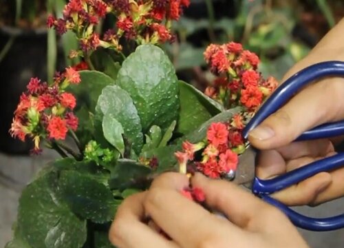 长寿花什么时候剪枝最好