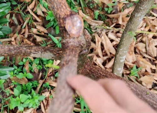 果树什么时候剪枝最好