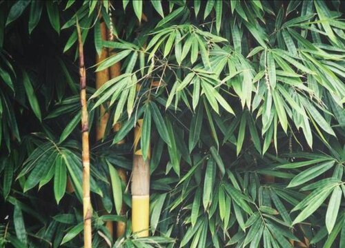 院子可以种竹子吗